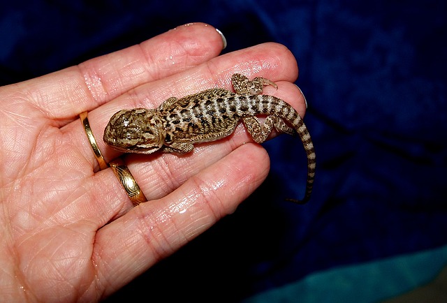 bearded dragon handling