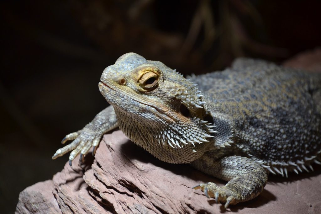 Fat bearded dragon