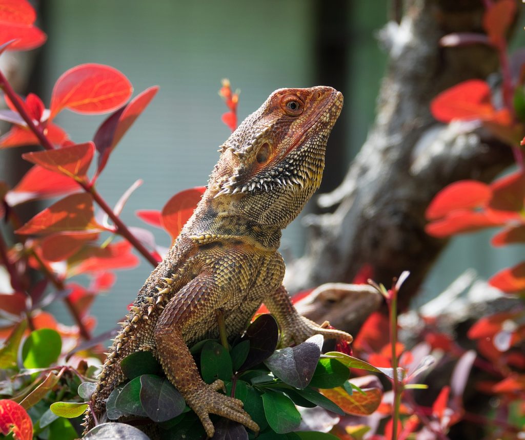 Bearded dragon plants