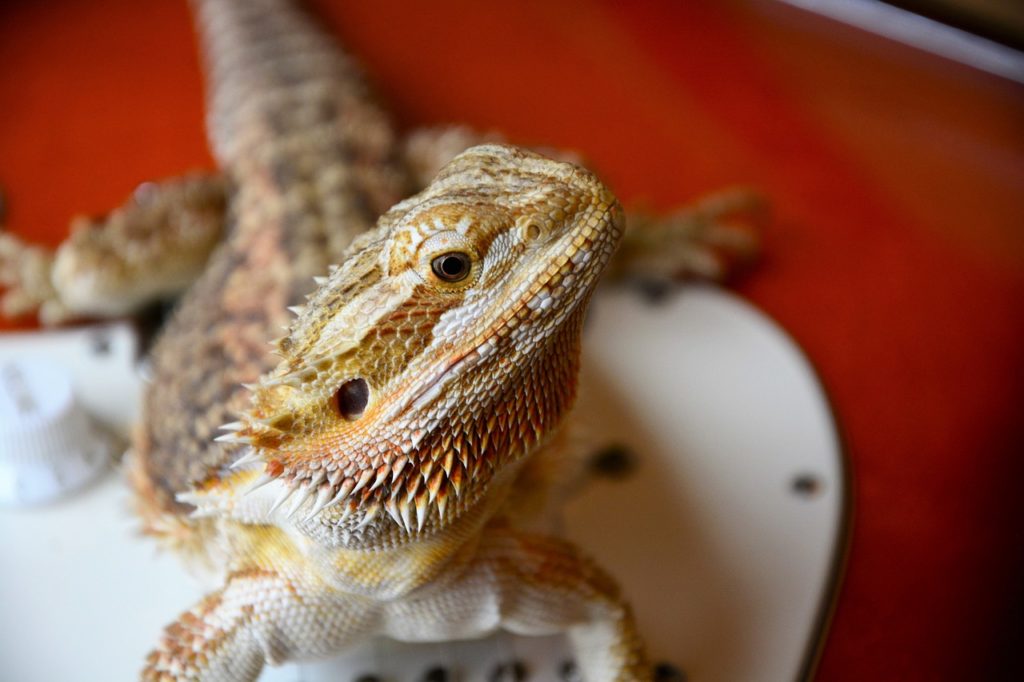Bearded Dragon Poop