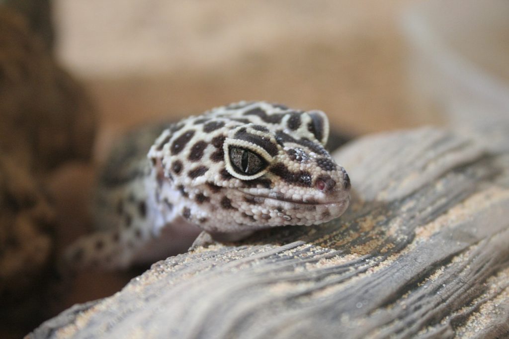 Leopard Gecko Shedding