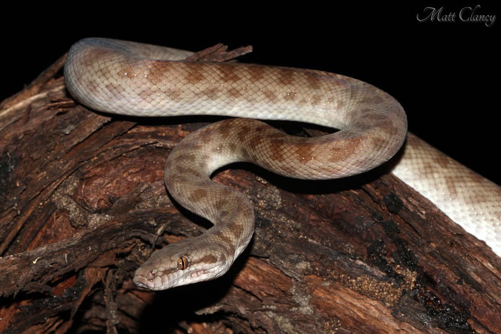 Antaresia childreni snake