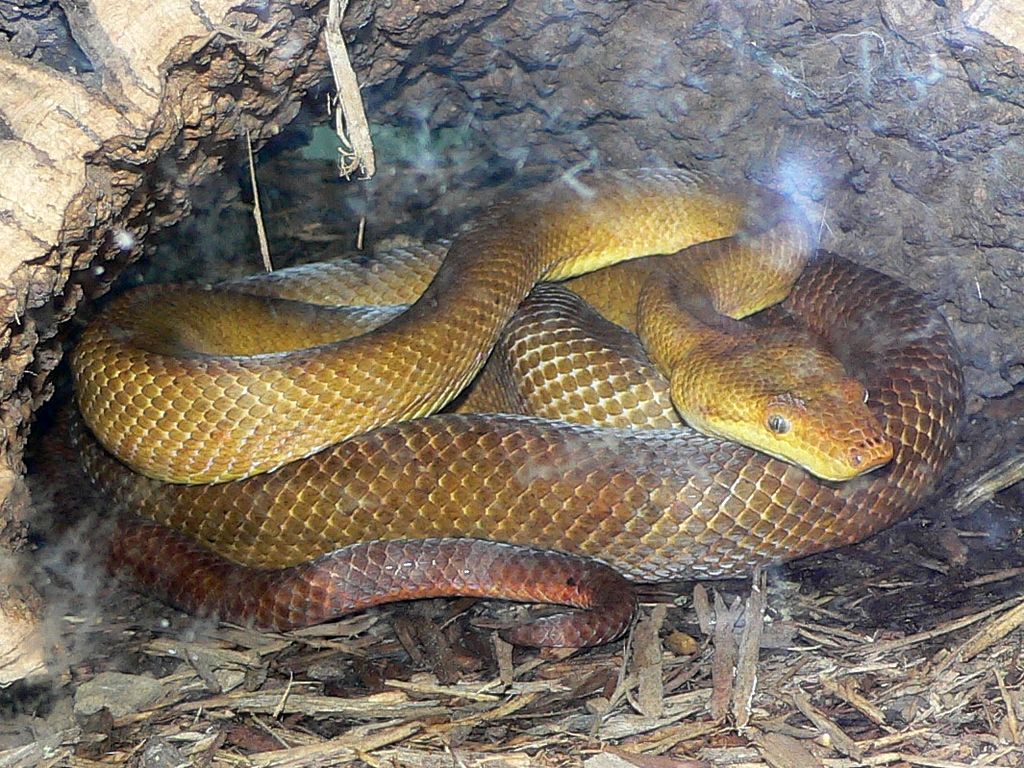 Candoia aspera