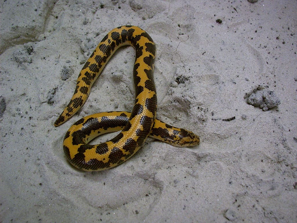 Gongylophis colubrinus