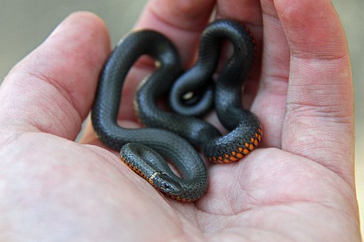 Ringneck Snake