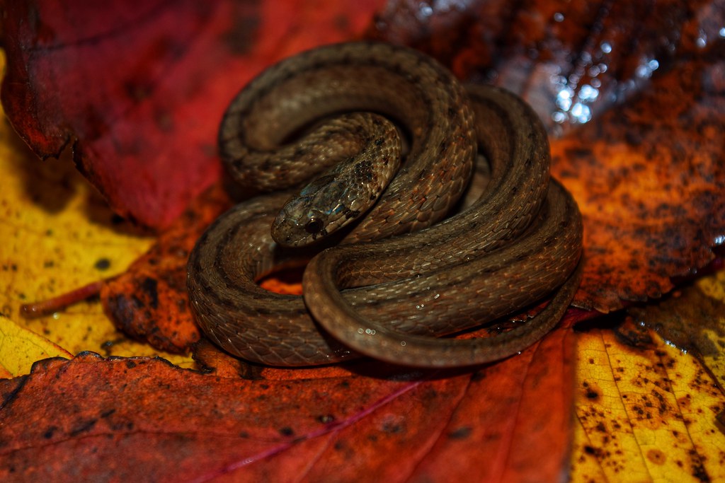Storeria dekayi snake
