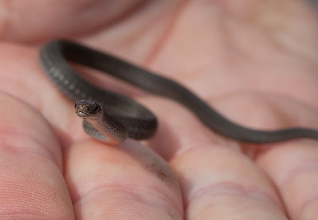 Storeria occipitomaculata snake