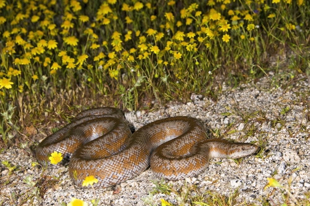 rosy boa