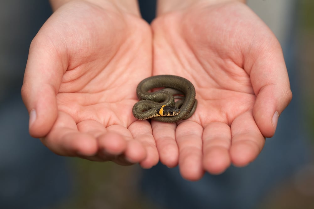 Small snakes