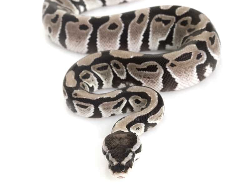 Axanthic Ball Python Morph Guide