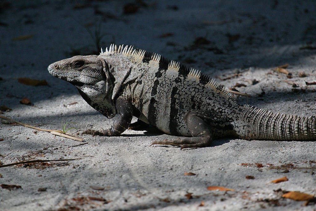 Ctenosaura similis