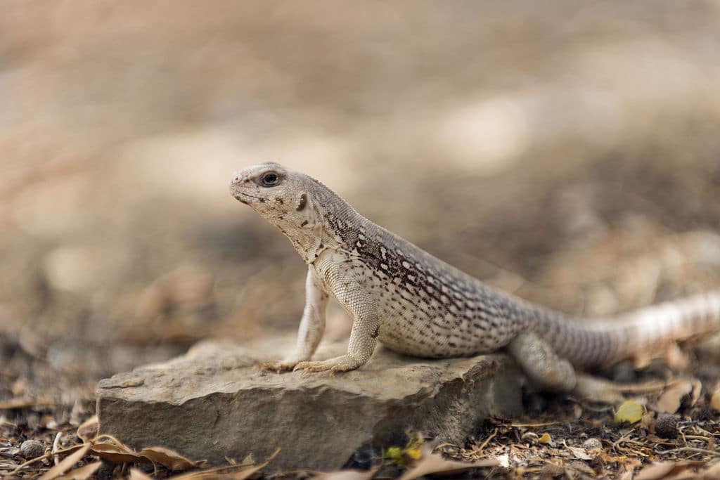 Dipsosaurus dorsalis