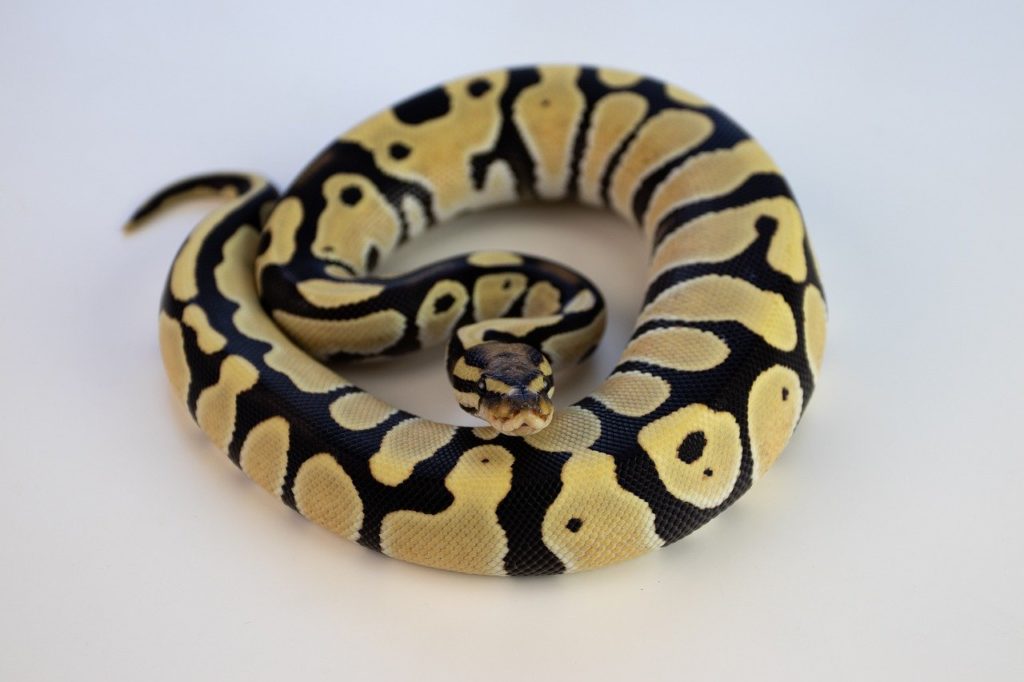 Ball Python Morphs