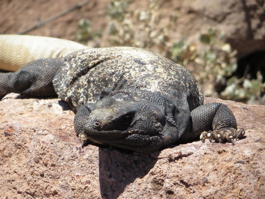 chuckwallas iguana