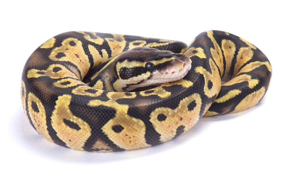 Fire Ball Python Morph