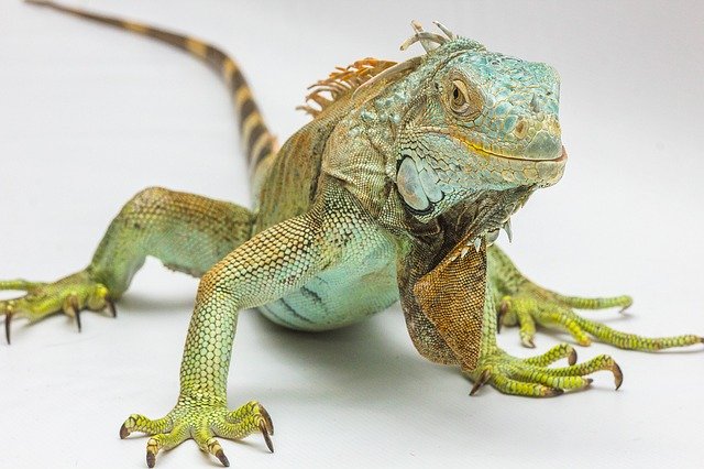 green iguana