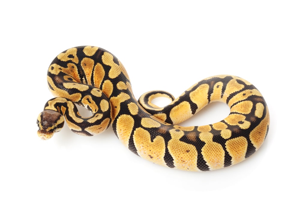 pastel ball python (Python regius) isolated on white background