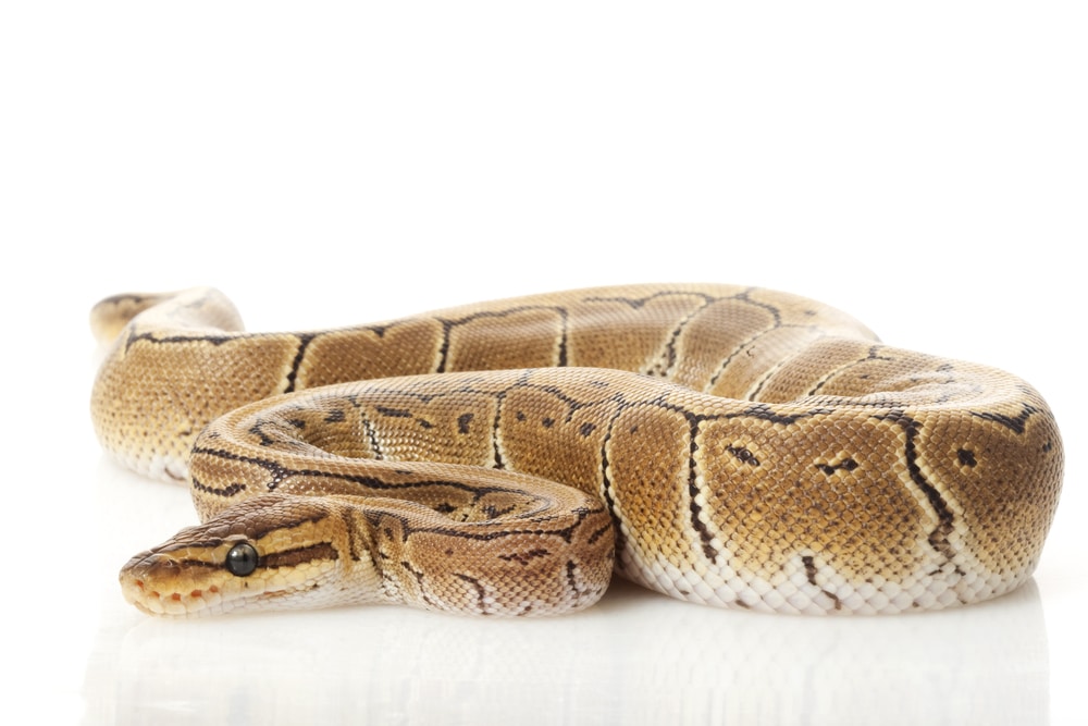 pastel pinstripe ball python
