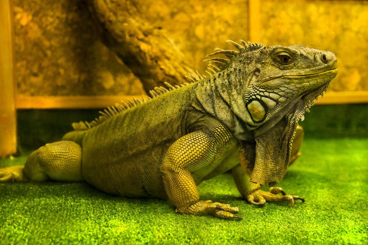 Types of Iguanas for Reptile Keepers Reptile Advisor