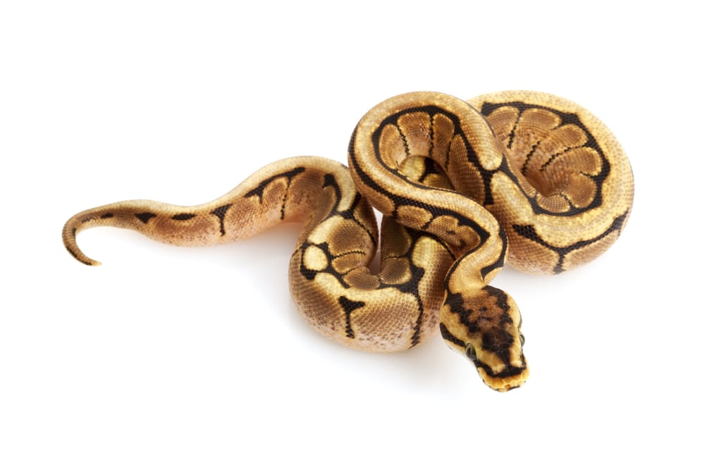 Spider Ball Python (Python regius) isolated on white background
