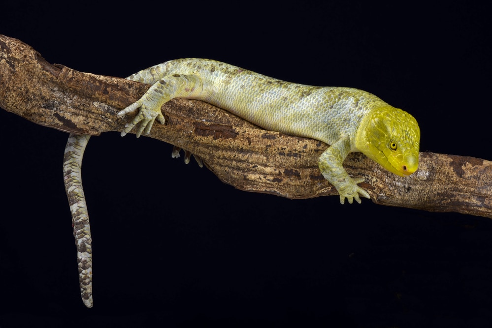 Northern monkey-tailed skink (Corucia zebrata alfredschmidti)