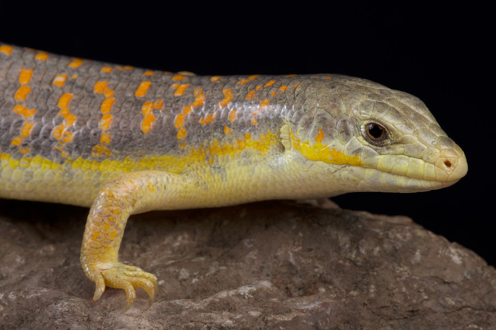 Eumeces scheiderii skink