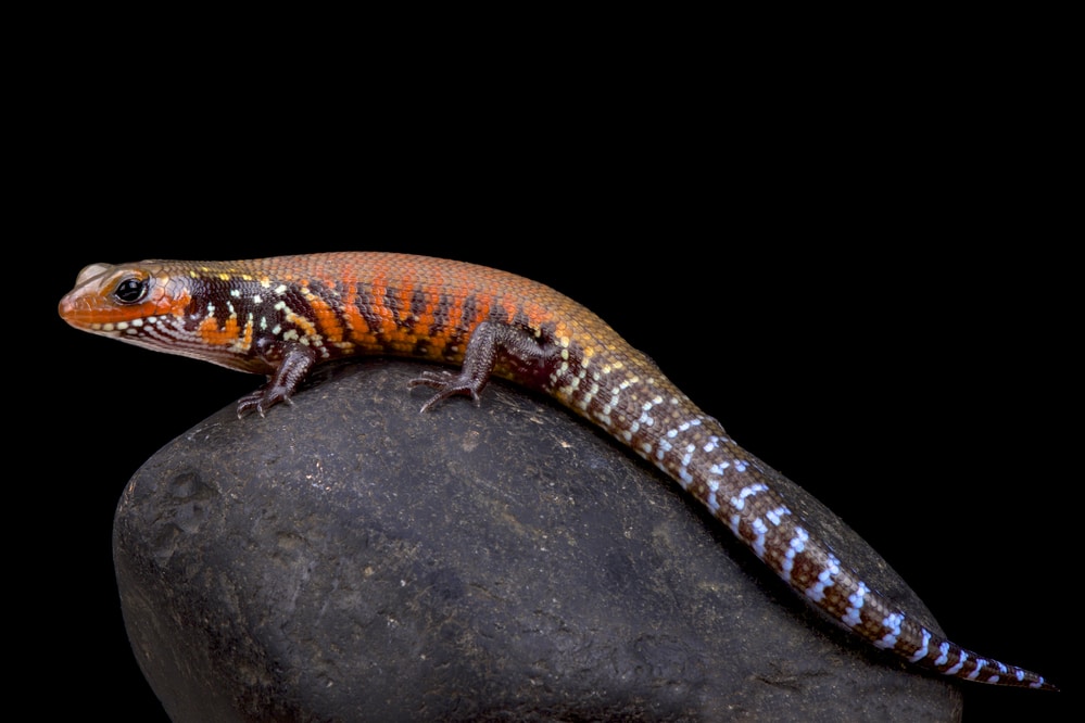 fire skink