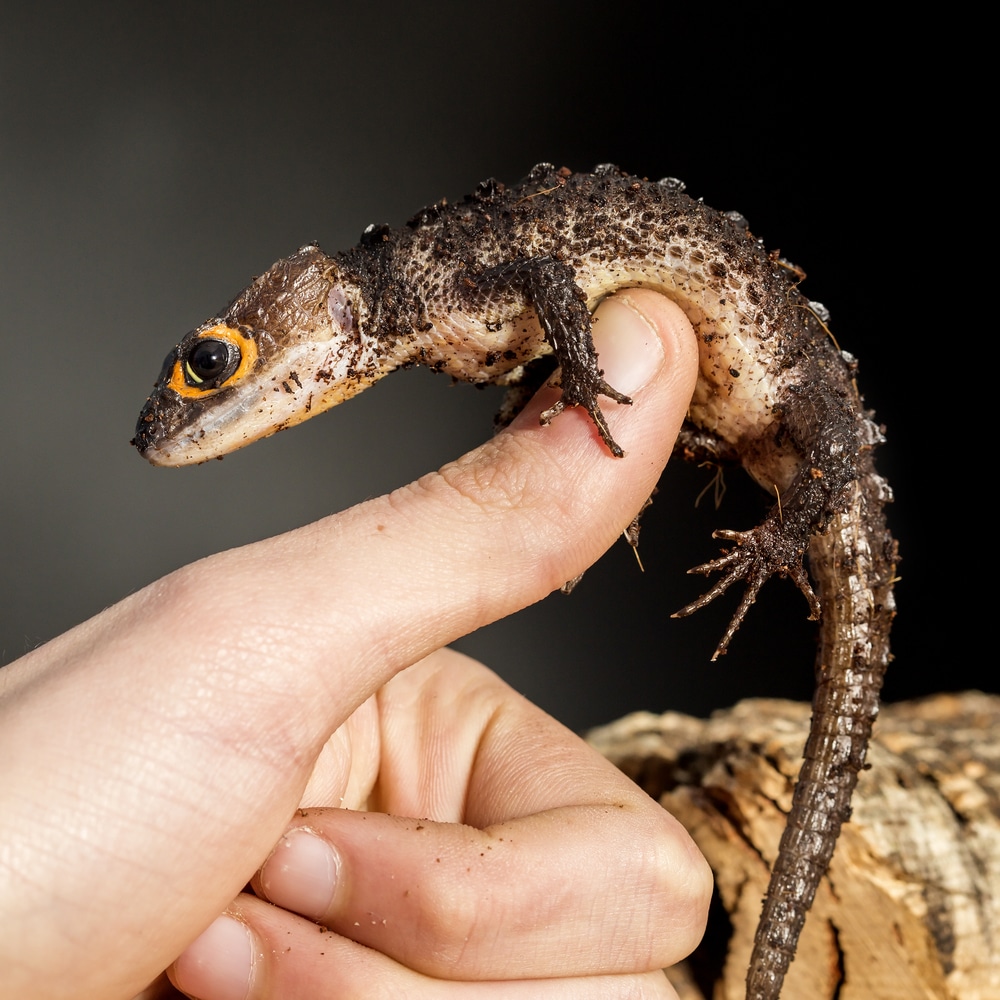 Red eyed crocodile skink, Tribolonotus gracilis