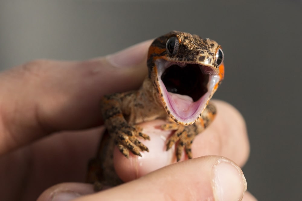 8 Types Of Geckos To Keep As Pets Ranked By Difficulty Reptile Advisor