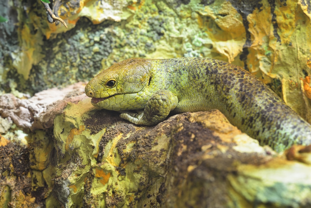 Solomon island skink (Corucia Zebrata)