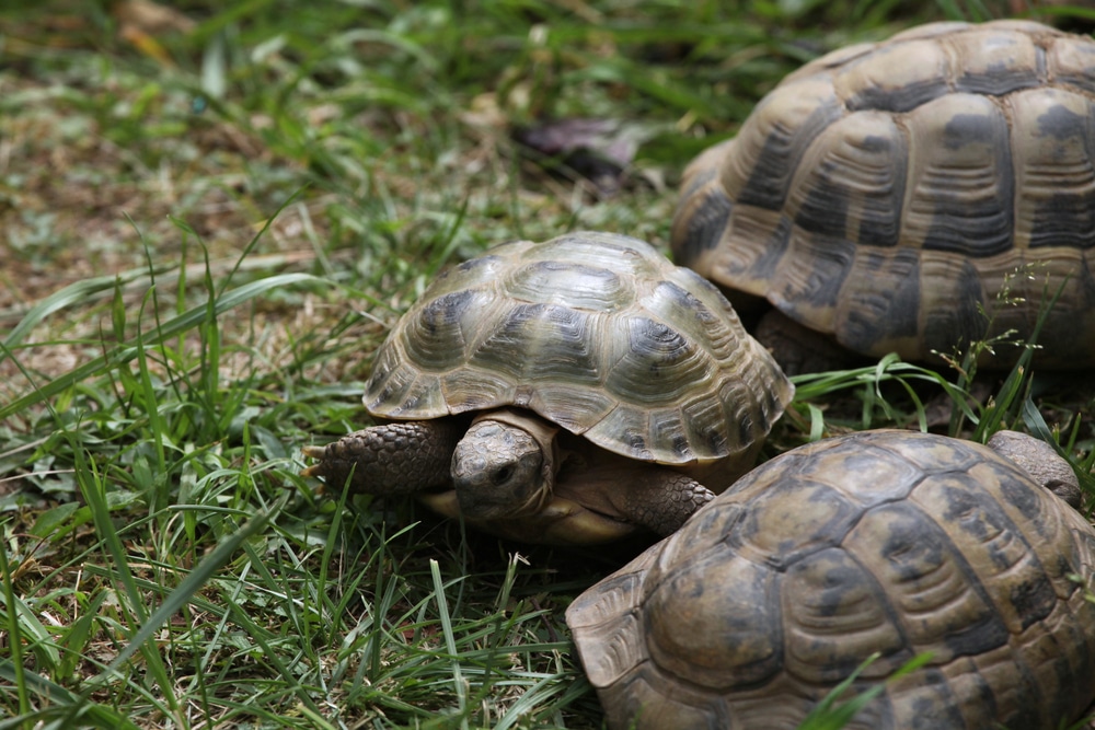 russian tortoise