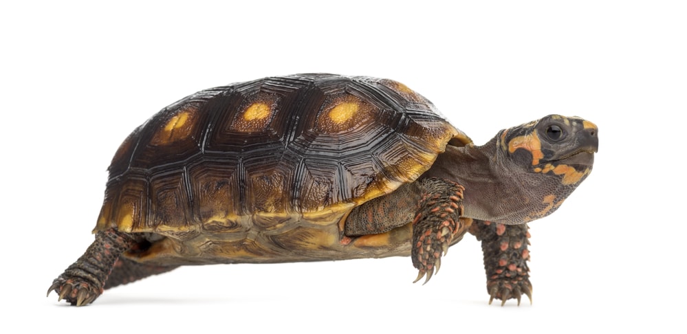 Red-footed tortoises