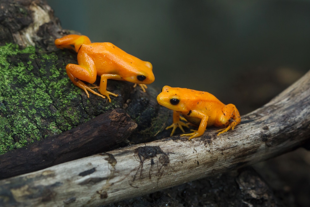 Golden mantella