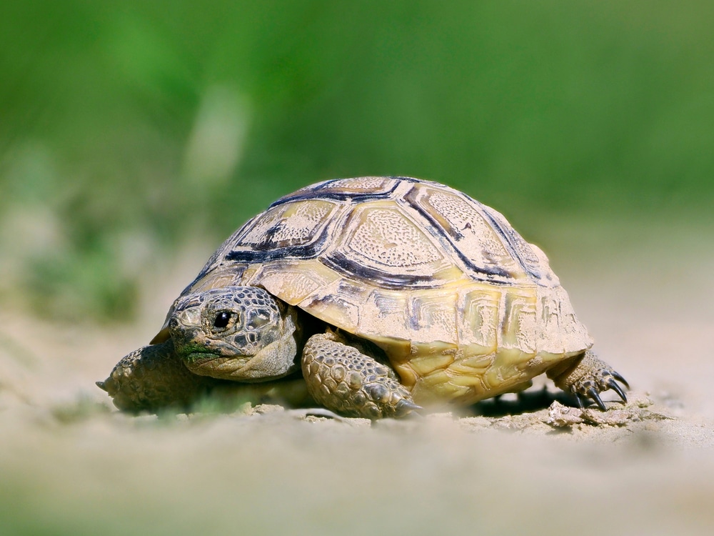 Spur thighed turtle (Testudo graeca)