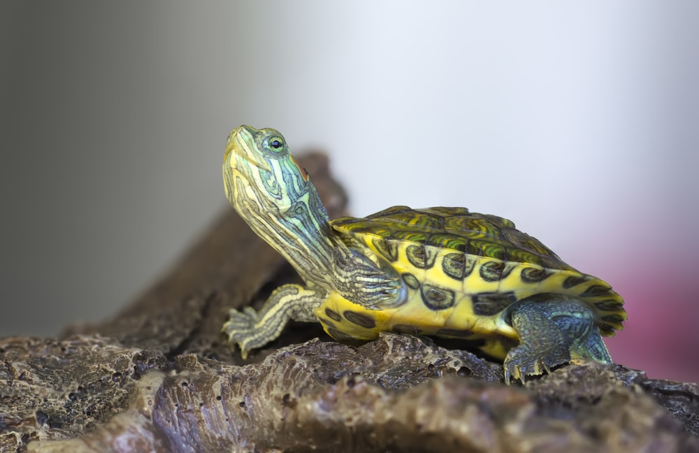 red eared slider on a rock