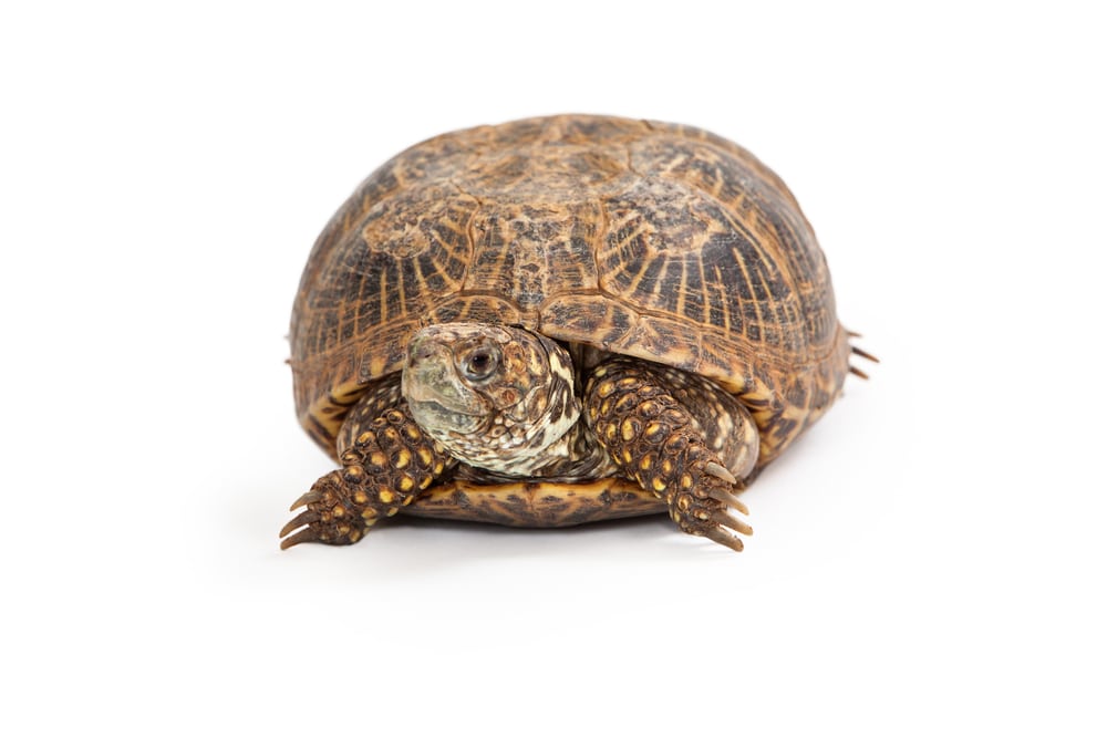 Box Turtle