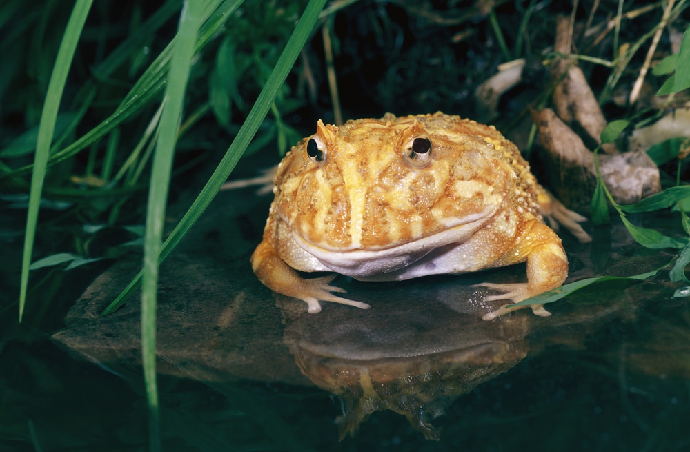 horned frog