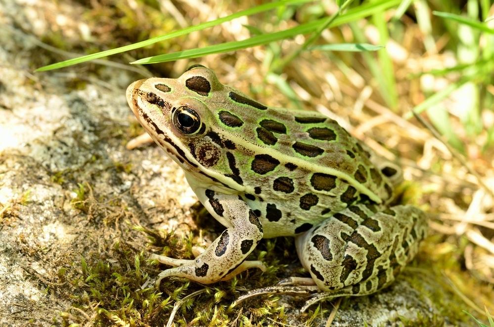 Leopard Frog