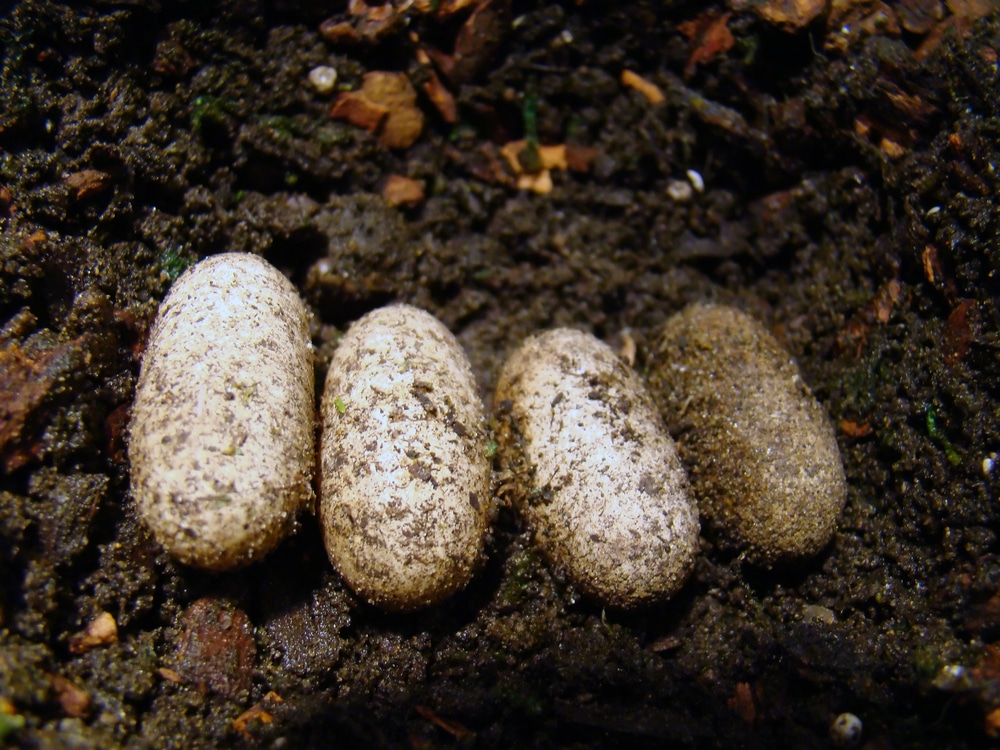 leopard gecko eggs
