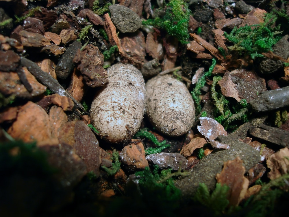 leopard gecko eggs