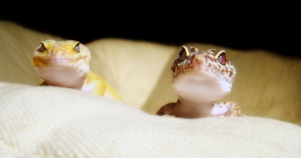 leopard gecko geckos breeding pair need breed step lizards learn determine complete guide breeders