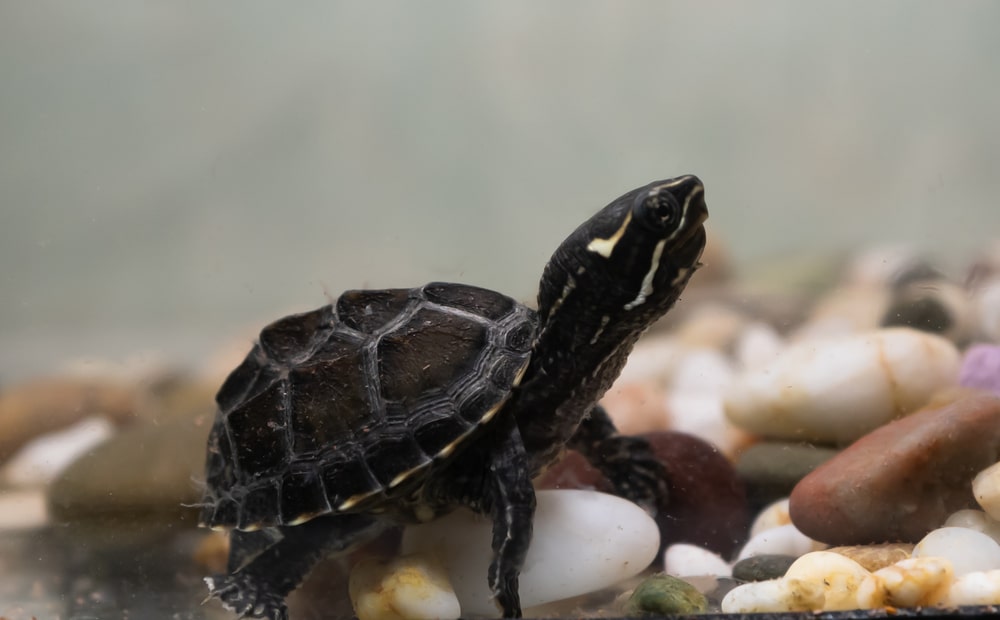 common musk turtle