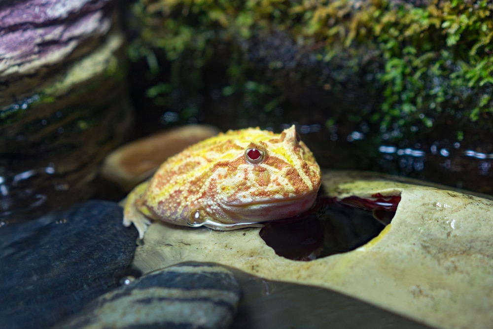 pacman frog habitat