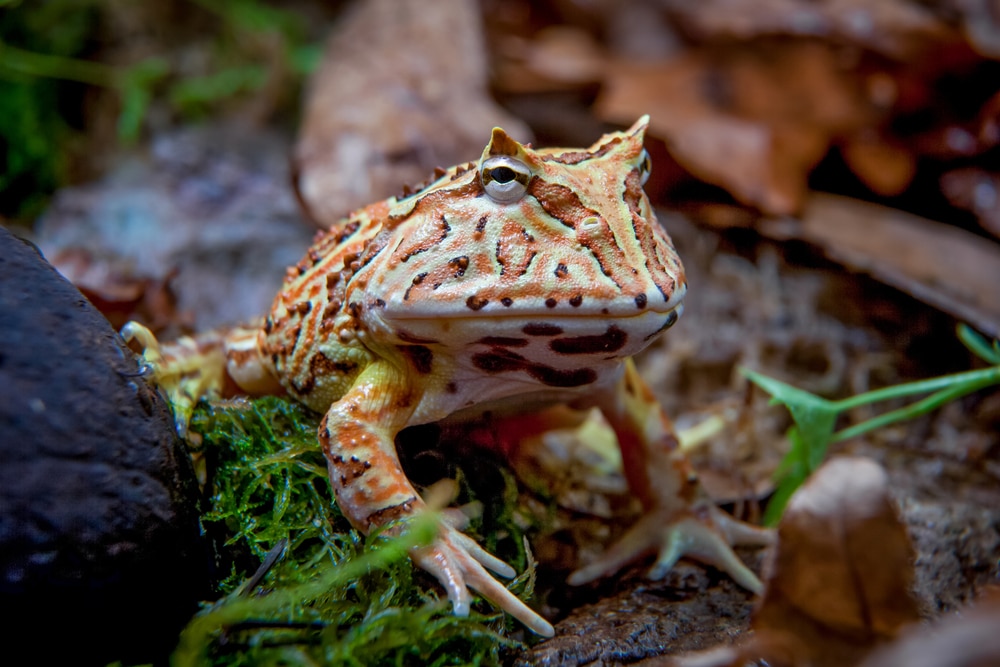 The Fantasy horned frog