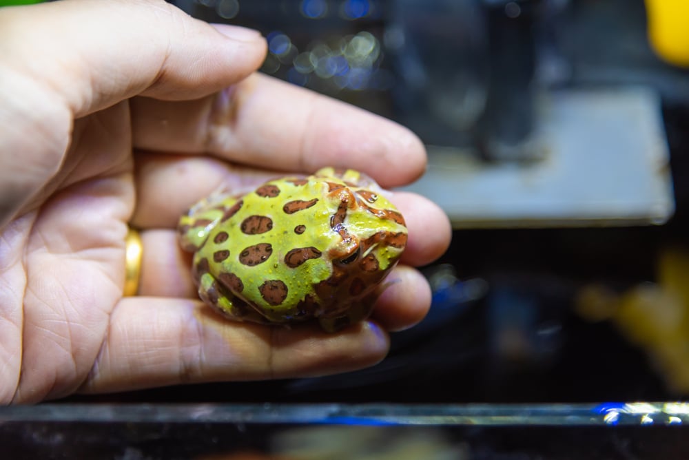 hand holding a horned frog