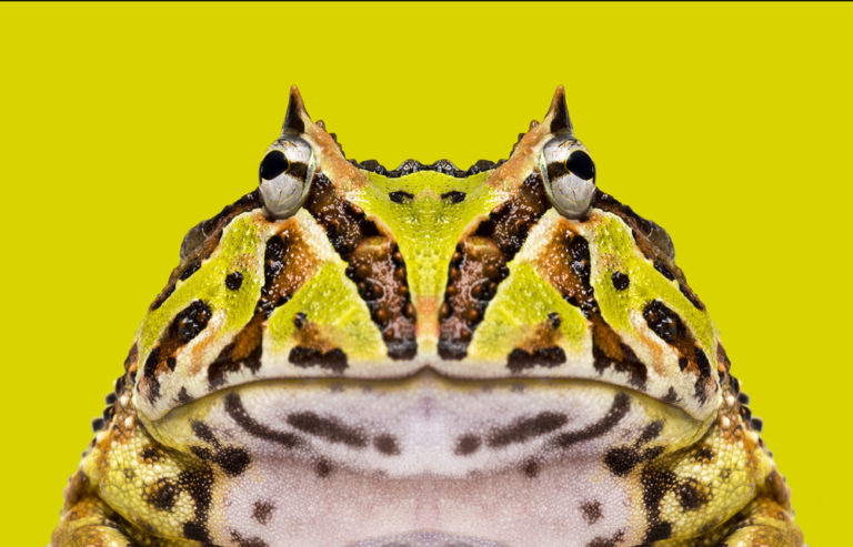 Pacman Frog Care: The Complete Beginner's Guide