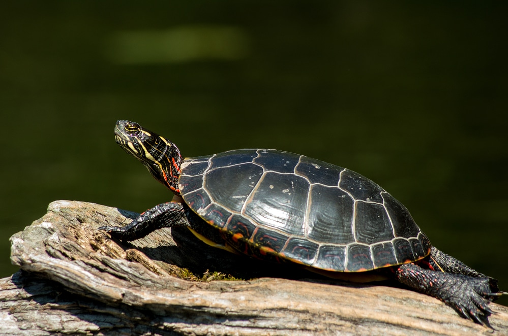 painted turtle