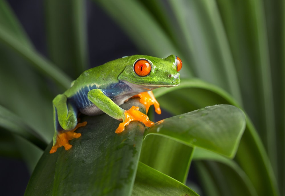 red eyed tree frog