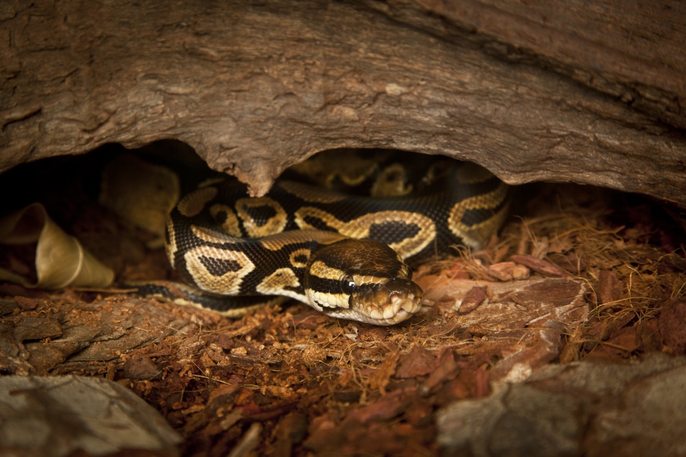 paper bedding for snakes