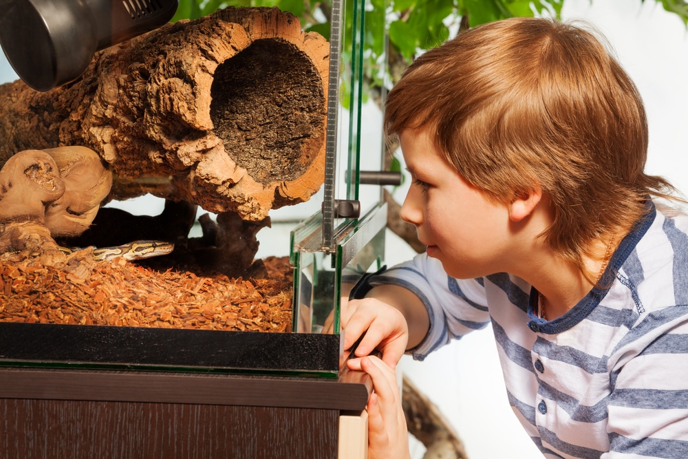 snake terrarium